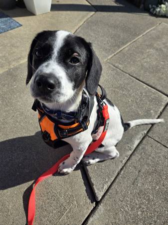 Fixed Vaccinated pup 1