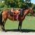 2-year-old Missouri Fox Trotter Horse 6 thumbnail
