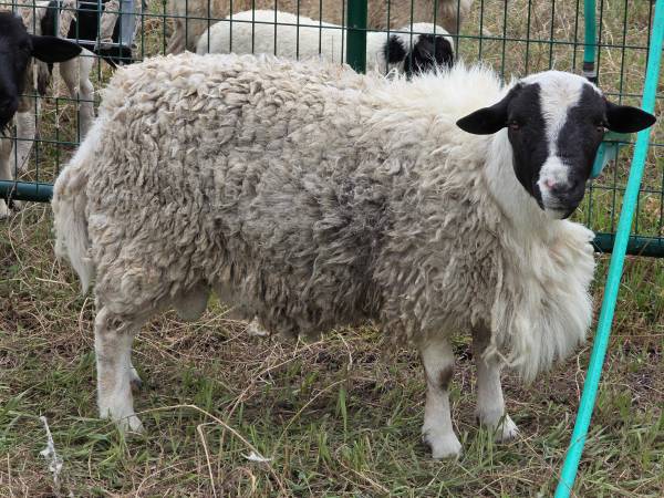 Dorper Ram 1