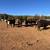 Bred cows 5 thumbnail
