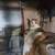 Amazing cats looking for their loving new homes!!! 2 thumbnail