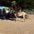 Horse 5 thumbnail