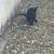 Cats 4 thumbnail