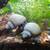 Blue & Ivory Mystery Snails 1 thumbnail