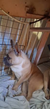 Frenchie (Hialeah)438427357073254403