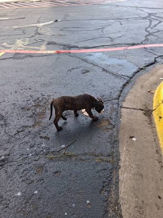 CACHORRO BULLBOXER PITBULL DE 12 SEMANAS (Waco)63661959347457124