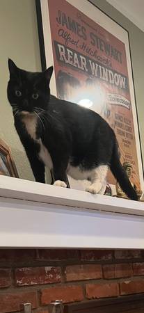 Missing cat (Thousands oaks)63952982856706121