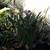 Mandela's Golden Bird of Paradise //// Strelitzia reginae Mandela's 9 thumbnail