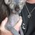 Sphynx 1 thumbnail