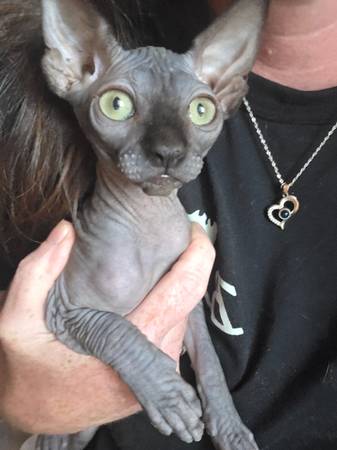 Sphynx 1