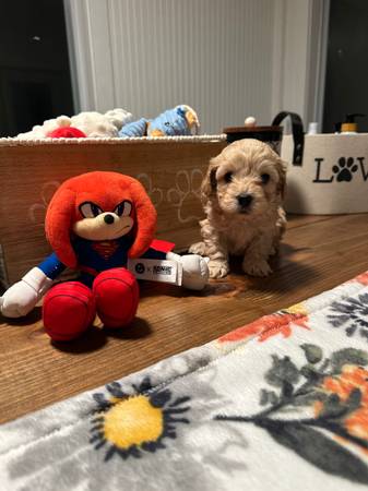 Adorables cachorros de raza CKC Cavapoo juguetones