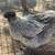 Silkie hens 16 thumbnail