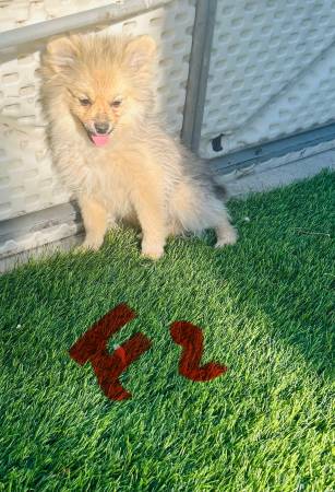 Pomeranians (El Paso)63693560579457122
