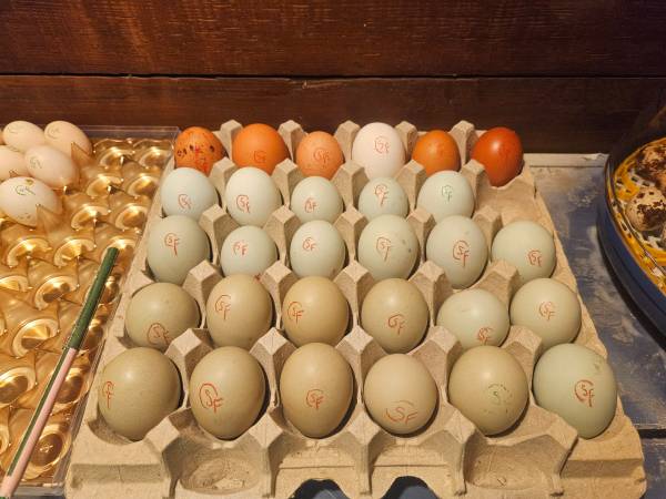 Rainbow Egger Hatching Eggs! Several Egg Colors! 1