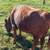 Dexter cow 1 thumbnail