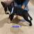 Boston terrier puppies 2 thumbnail