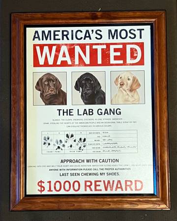 Labrador Lovers * Framed Poster * Americas Most Wanted 1