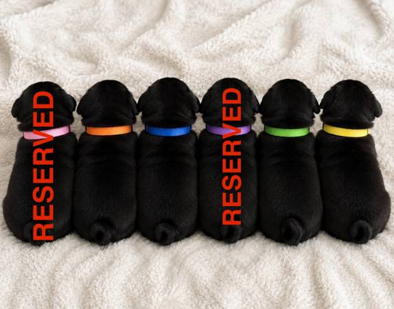 Black pug 1