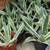 CACTUS Century Plants Blue Agave or Yellow Edges 3 Gal. Pots 6 thumbnail
