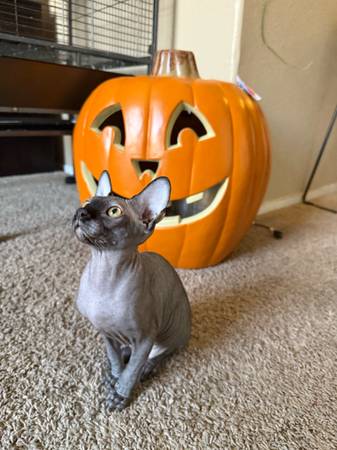 Sphynx cat (Las Vegas)63860184179457120