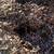 Mulch 2 thumbnail