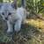 Kittens NEED HOME! (Pending) 3 thumbnail