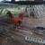 Rooster  & duck 1 thumbnail