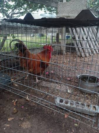 Rooster  & duck 1
