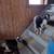Goat Pair (Nigerian Dwarf Mix) 2 thumbnail