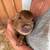 MINI PIGLETS! 2 thumbnail