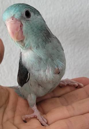 Tame Baby Parrotlets (gilroy)63862000740225123