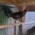 Game chickens Game roosters Gamefowl. 12 thumbnail