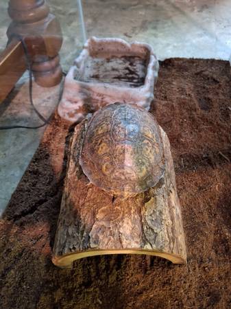 turtle for rehome (Wilkes Barre)64579665728001123
