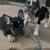 frenchie 3 thumbnail