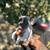 Tiny Frenchie Pups 3 thumbnail