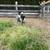 Dual Registered, AGS/ADGA Nigerian Dwarf Bucks 4 thumbnail
