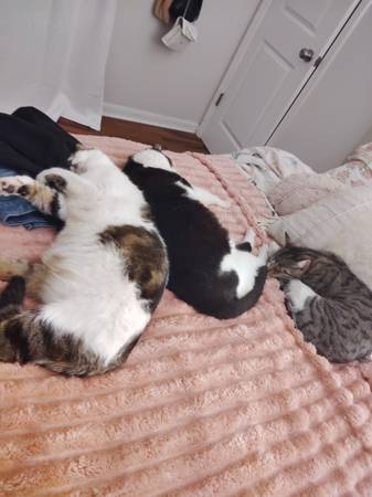 Gata hembra necesita un hogar (Metairie)63988254992003120