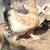 Huge buff laced brahmas 3 thumbnail