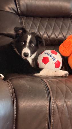 Border collie macho de 5 meses599431138488494084