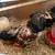 Improved your  flock genetics or fill a stewpot 6 thumbnail