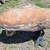Granite boulder 1 thumbnail