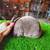 Mini Rex Rabbits 6 thumbnail