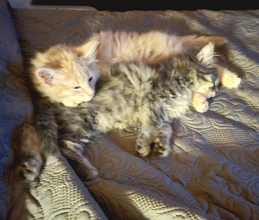 Rehomeing 2 fuzzy kittens (New Alexandria)63882278758913123
