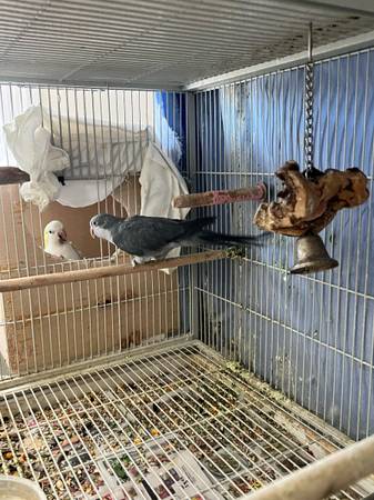 Quaker parrots Birds (New Hyde Park)63871121682049120