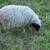 Icelandic sheep 2 thumbnail