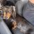 Dutch hound/weiner dog 1 thumbnail
