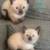 Siamese Kittens 2 thumbnail