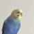 3 Parakeets for rehoming 2 thumbnail