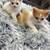 Kittens for sale 1 thumbnail