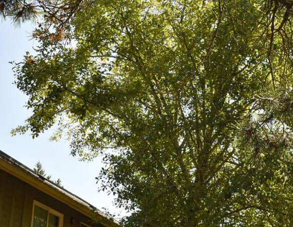 $1,365 / 2br - FREE MONTH & $500 OFF 2ND - Large Living Room + Diverse Area (Wilkes-East)64039056422017121